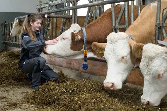Die 15 Milchkühe geben rund 111.000 kg Milch pro Jahr – seit Februar ist diese nun auch bio-zertifiziert. 