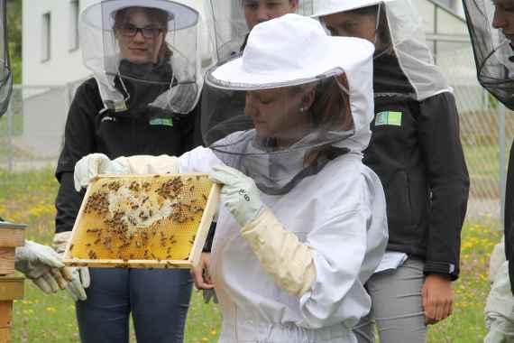 Arbeit am Bienenstock