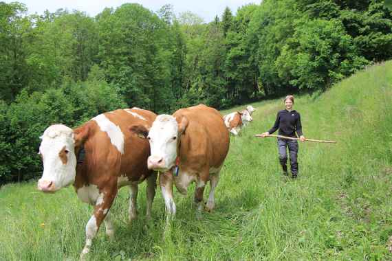 Schülerin treibt Kühe in den Stall