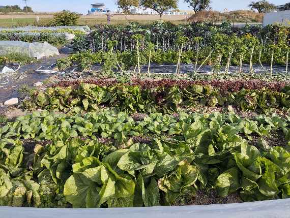 Freistädter Gartengemüse - Gemüsevielfalt im Oktober: Radicchio, Zuckerhut, Pak Choi, Grünkohl, Lauch, Rettich, Pastinak