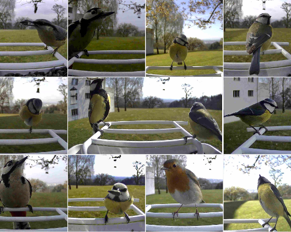 Bildcollage mit Fotos der Kamera im Vogelhäuschen