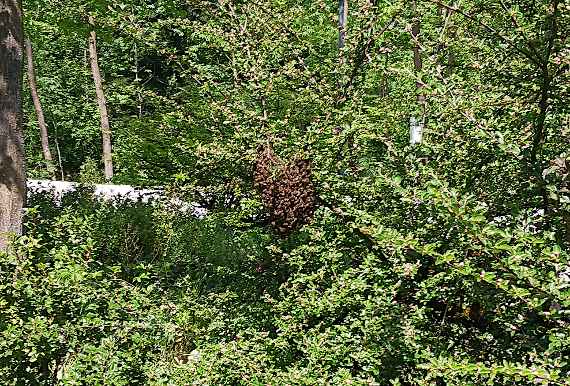 Ein Bienenschwarm im Eingangsbereich der HBLA Elmberg