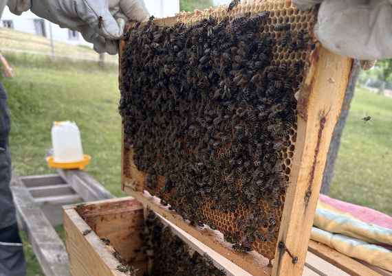 Der Schwarm nach der erfolgreichen Übersiedlung in einen Bienenstock